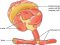 About Glia, Schwann cells and pain