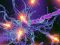 Cardiovasculaire autonome neuropathie (CAN)