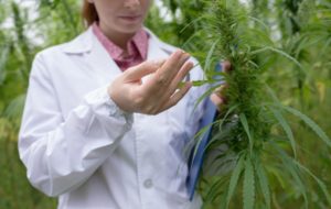74241716-Stokkete-Dreamstime-INP-Instituut-voor-Neuropathische-Pijn cannabis kanker
