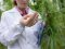Cannabis kan de groei van kanker remmen