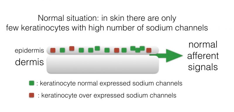INP Phenytoin cream activity