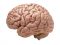 Afvallen en de hypothalamus ontsteking