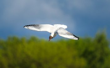pixabay-2360989-INP albatros neuorpathie