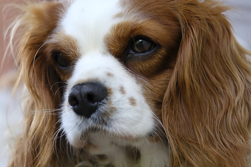 pixabay-3524843-INP.jpg PEA helpt bij Cavalier Spaniels met Syringomyelie