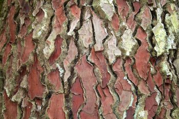 wikicommons-Pinus_pinaster-INP pycnogenol werking pijn